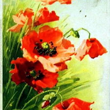 Схема вышивки «маки»