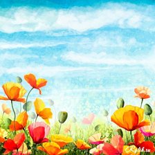 Схема вышивки «маки»