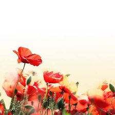 Схема вышивки «маки»