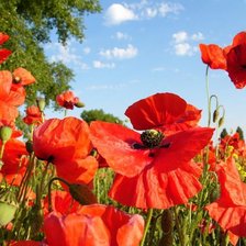 Схема вышивки «маки»