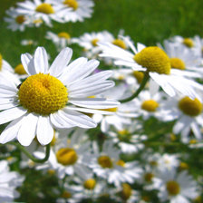 Схема вышивки «ромашки»