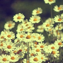 Схема вышивки «ромашки»