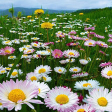 Схема вышивки «№920262»