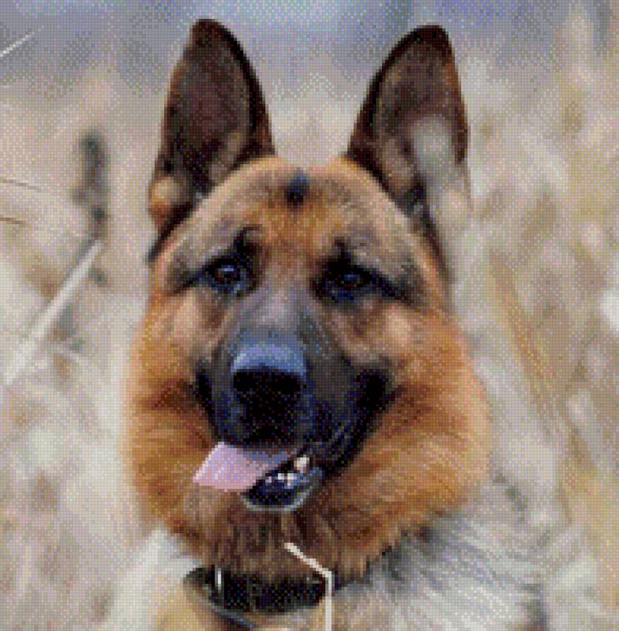 овчарка - предпросмотр