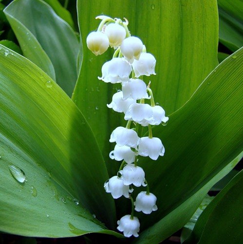 Ландыш - оригинал