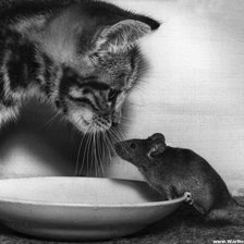 Схема вышивки «кошки мышки»