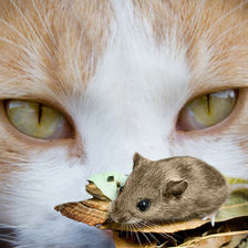 Схема вышивки «кошки мышки»