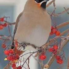 Схема вышивки «Зимние птички-1»