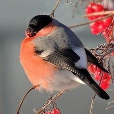 Схема вышивки «Зимние птички-2»