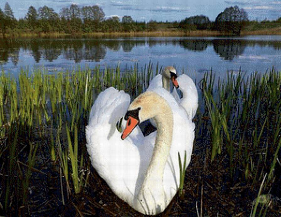 Белые лебеди - лебеди, пруд, пара - предпросмотр