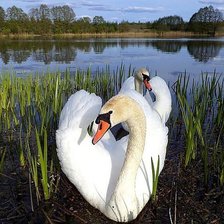 Схема вышивки «Белые лебеди»