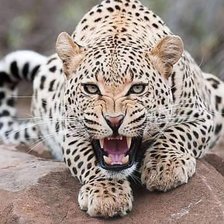 Схема вышивки «Оскал»