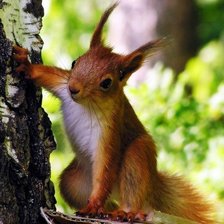 Схема вышивки «Білочка»