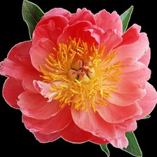 Схема вышивки «цветок»