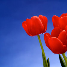 Схема вышивки «тюльпани подушка»