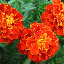 Схема вышивки «чорнобривці»