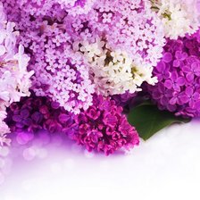 Схема вышивки «Серень»