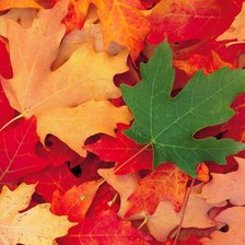 Схема вышивки «Листочки»