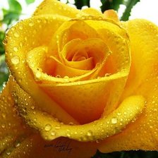 Схема вышивки «желтая роза»