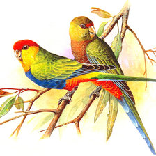 Схема вышивки «Попугаи»