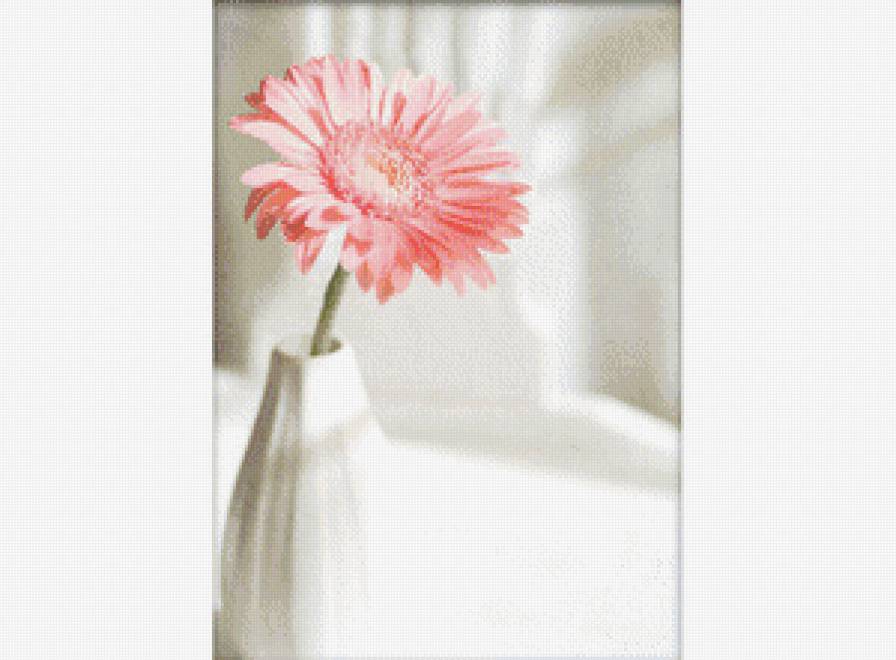 гербера - предпросмотр