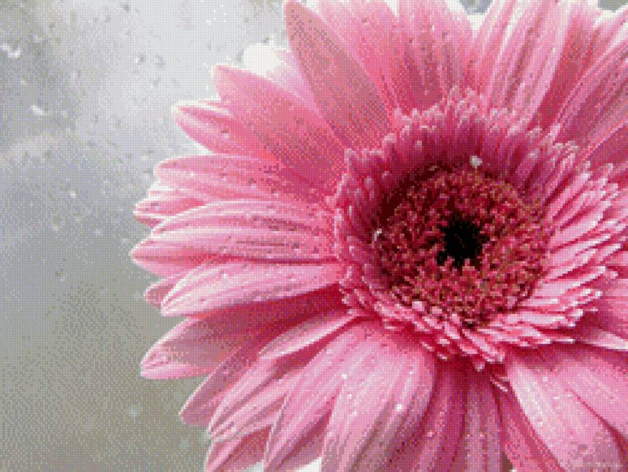 гербера 2 - предпросмотр