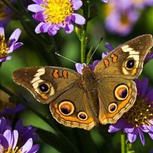 Схема вышивки «бабочка»