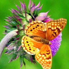 Схема вышивки «серия "бабочки"»