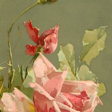 Схема вышивки «роза2»