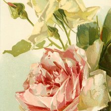 Схема вышивки «роза3»