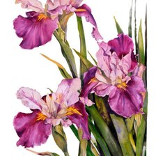 Схема вышивки «цветы»