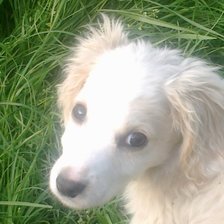 Собачка в траве