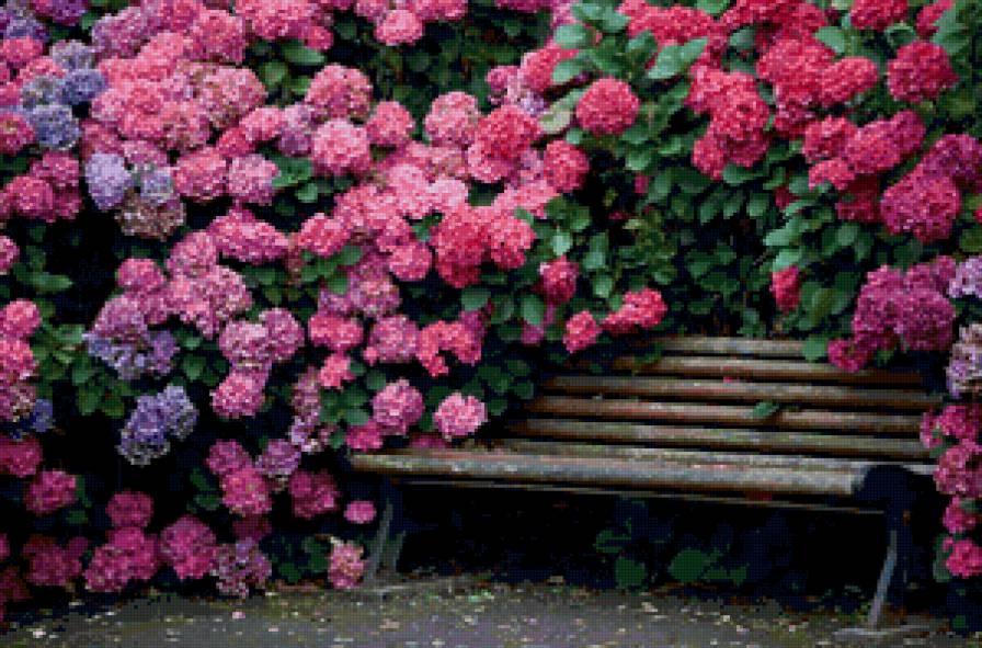 Сад гортензий - лавочка, гортензии, сад - предпросмотр