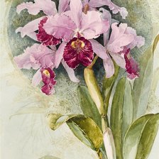 Схема вышивки «цветы»