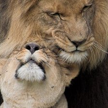 Схема вышивки «Пара»