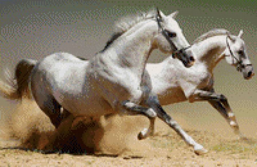 Пара лошадей - предпросмотр