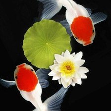 Схема вышивки «рыбы»