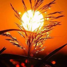 Схема вышивки «Sol en la noche»