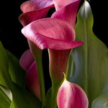 Схема вышивки «каллы»