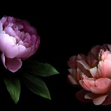 Схема вышивки «пионы»