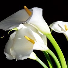 Схема вышивки «каллы»