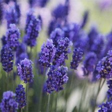 Схема вышивки «№924236»