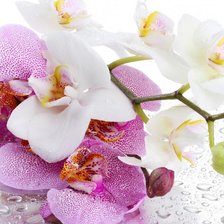 Схема вышивки «орхидеи»