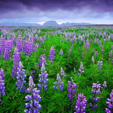 Схема вышивки «сиреневый рай»