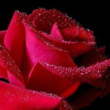 Схема вышивки «Роза»