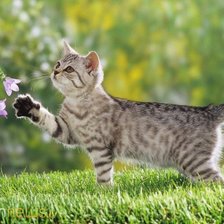 Схема вышивки «кошка»