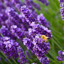 Схема вышивки «№924521»