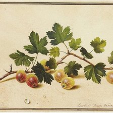 Схема вышивки «Ветка крыжовника худ.Ф.П.Толстой»