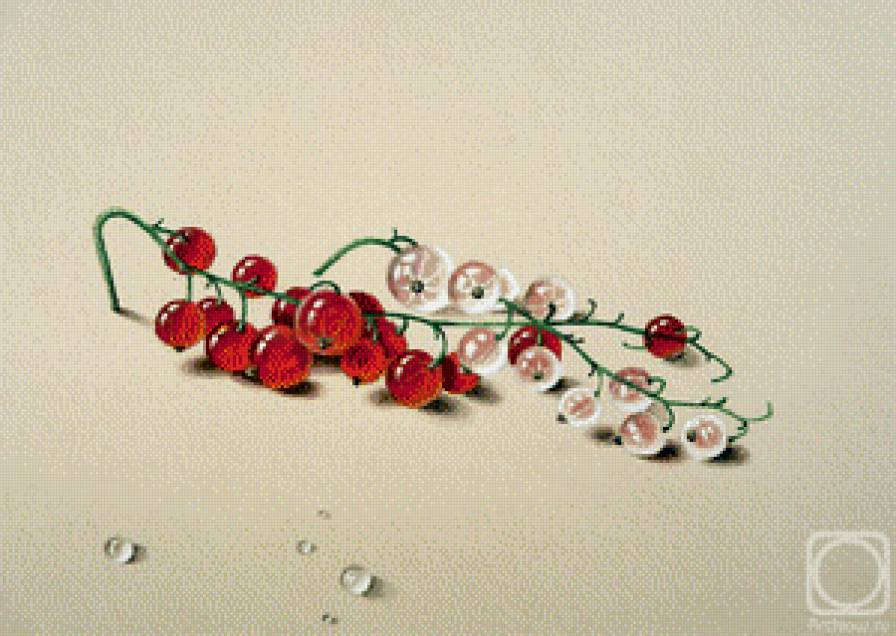 Красная и белая смородина худ.Ф.П.Толстой - ягоды, смородина, живопись - предпросмотр