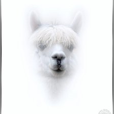 Схема вышивки «Лама»